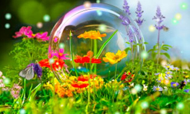 Envie d&rsquo;un cadeau nature original pour Noël ?