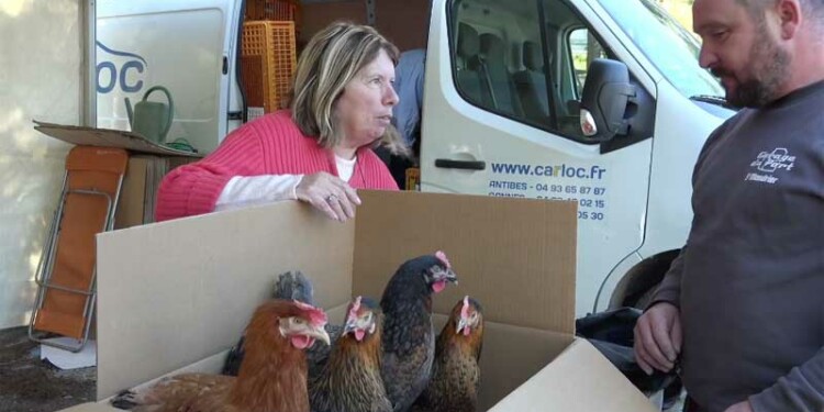 Le SITTOMAT offre un poulailler pour l&rsquo;achat de deux poules
