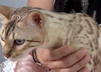 exposition féline Internationale