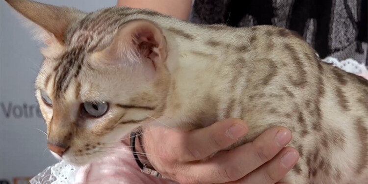 exposition féline Internationale