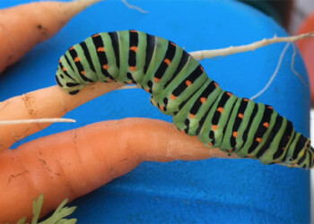 Pierrefeu terres de partage