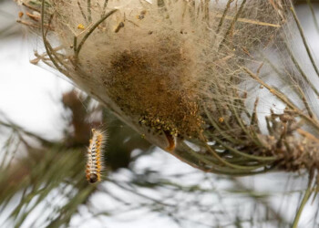 chenilles-processionnaires