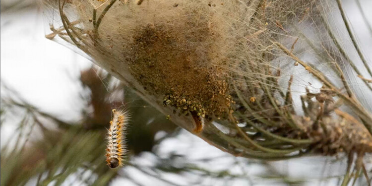 chenilles-processionnaires