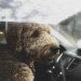 coups de chaleur animaux domestiques.jpg