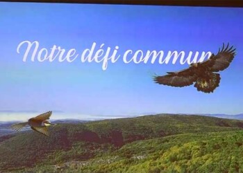 Dracénie Provence Verdon Agglomération