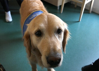 Noisette le chien d'assistance