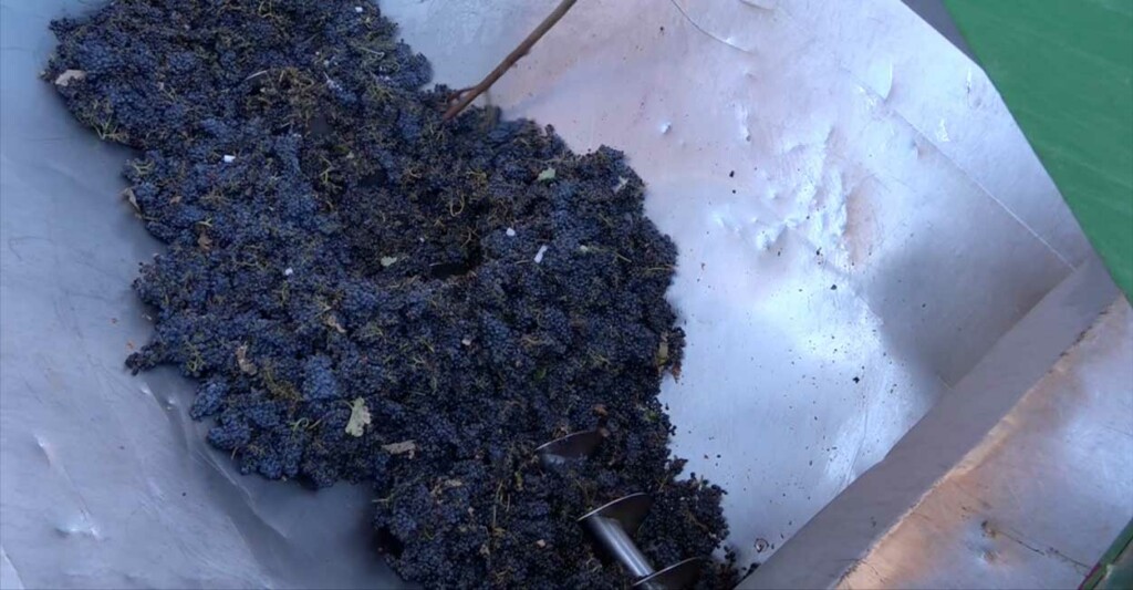vinification