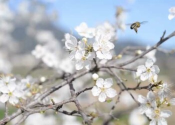 Label Apicité La Garde