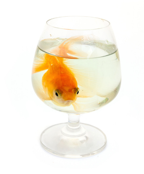 Poisson d'avril 2025