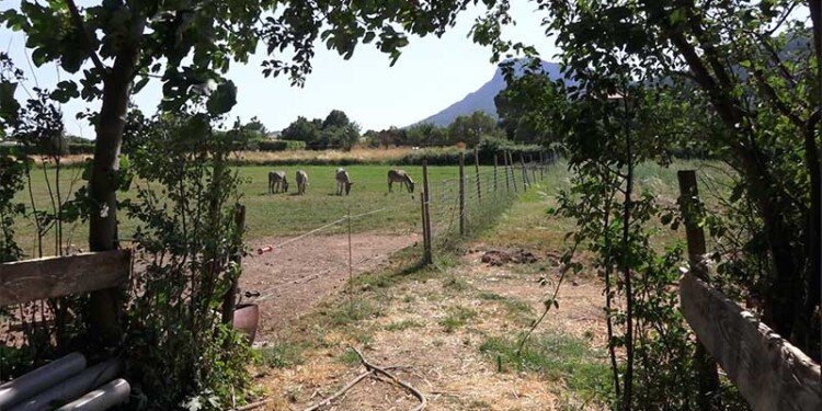 Agritourisme dans le Var : un nouveau guide pour aider les agriculteurs à diversifier leurs revenus